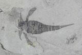 Beautiful Eurypterus (Sea Scorpion) Multiple - New York #86780-2